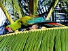 miniatura_43 copia